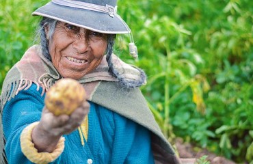 Sinaloa Spuds Sent All Over Mexico