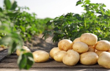 US Potato Stocks and Disappearance on June 1
