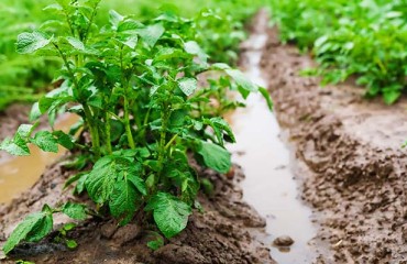 New Perspectives for the European Potato Growing and Processing Sectors