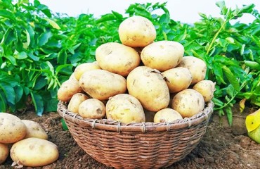 Potato Production Growth Estimates for the Next Two Years