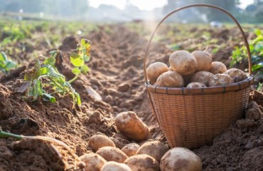 Northern Belgium Potato Area Up 4%