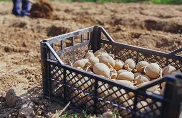 Planting Reductions for Seed and Starch Potatoes