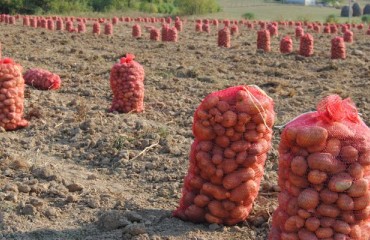 Serbian Potato Prices Rose Sharply Since Last Year