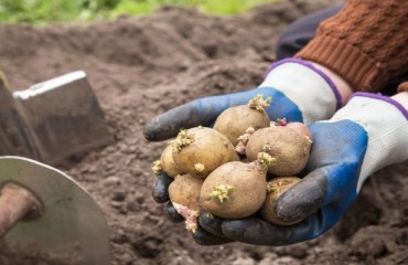 Marginal Growth in the European Spud Production Area