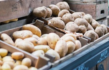 French Potatoes Market Keeps the Pace