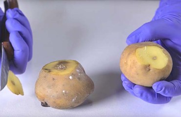 GM PiperPlus 1.0 Potato Ready for Commercialization