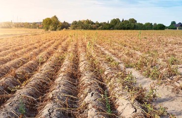 Potato Crops With no Water ‘Under Severe Pressure’