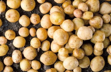 The New European Potato Harvest Tailors a Way onto the Market