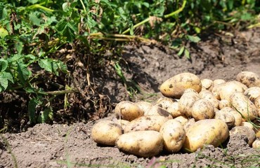 Icelanders’ High Hopes for This Year’s Spud Crop
