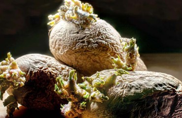 General Potato Planting Areas Reduction in 2022
