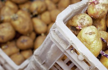 Germany’s New Potato Seed Supplier