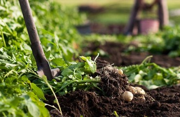 Expected Increase in Potato Production at the European Level