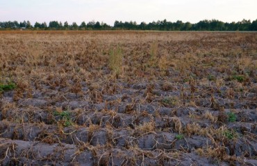 European Processing Potato Varieties Yields ‘Around Average’