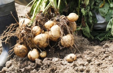 UNPT Calls for Sustained Potato Grower Support from Industry Players