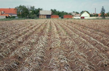 Europe’s Potato Planted Acreage is Down in 2021