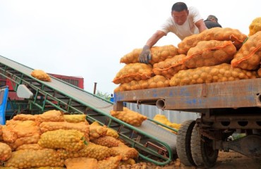 China’s Seven Months Year-On-Year Potato Exports Remain the Same