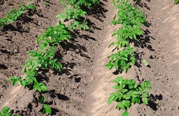 European Growers Are Hopeful About This Year’s Potato Crops After Rainfalls