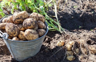 UNPT: “The Worst Potato Yield of the Century”