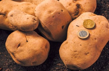 The New Dutch Potato Crop Generated Higher Prices