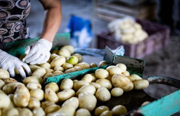Tuber Sprouting Management Challenges and Solutions
