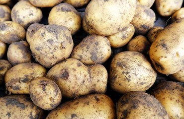European Potato Processors ‘Brace’ for Reductions in Yields