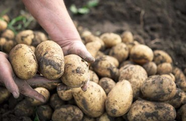 NEPG Potato Farmers to Produce up to 11% Fewer Spuds