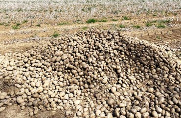 The Drought is Dominating the European Potato Market
