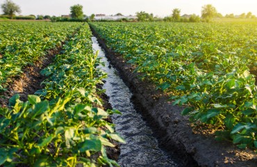 European Potato Buyers Are Limiting Their Demand to Contracts