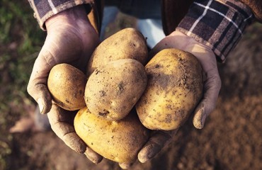 US Potato Retail Sales are Higher in Price