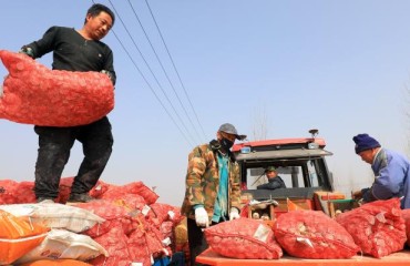 The Chinese Potato Exports Rose in 2022’s First Eight Months
