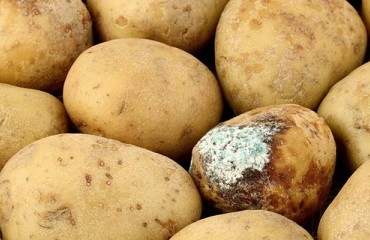 The EU Spud Market Stability is Kept by Exporters But The UK Crops Have Quality Problems