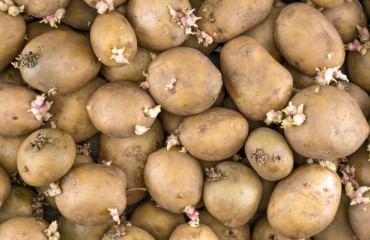 Premature Potato Sprouting is “Widespread”, Expert Warn