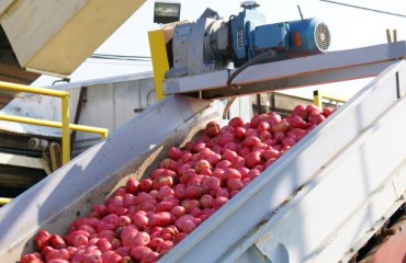 A Domino-like Motion in the Potato Supply Chain System