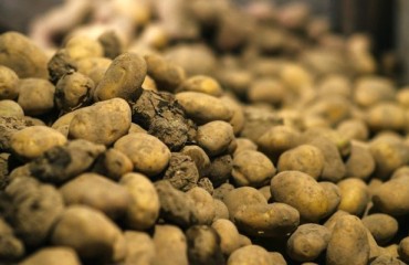 Innovations and Investments for a Better Spud Post-harvest Storage