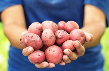 Fewer Dutch Organic Potatoes Last Year, But At Higher Prices