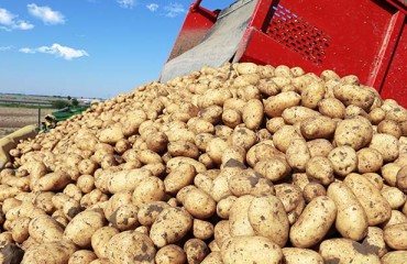 European Potato Lifting Conditions Improved