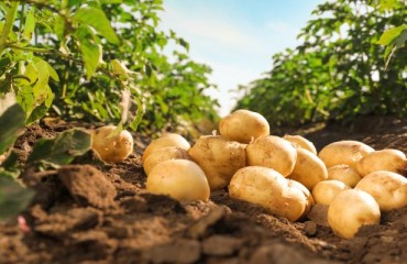 Higher Prices for The European Premium Potatoes