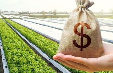 The Ukrainian Supply of Potatoes on the Market Increased Sharply