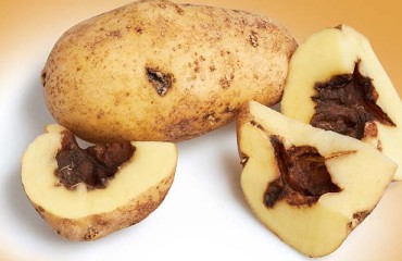 Innovative Potato Derived Antibiotic