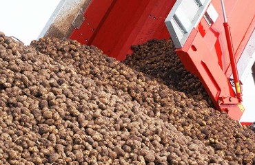 Fewer U.S. Potatoes This Year But at a Higher Quality Level