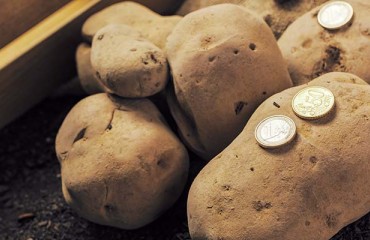A West Flemish Potato Processor’s Strategic Partner Lookup