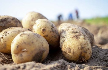 European Fresh Potatoes Prices are Improving