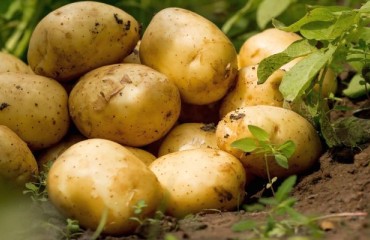 European Fresh Potato Demand in Full Swing