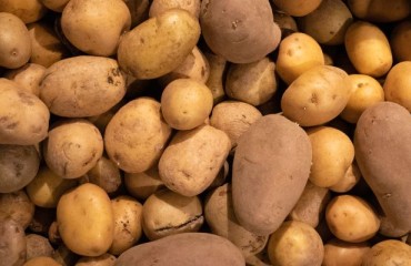Across Europe Fresh Potato Prices are High and Constant