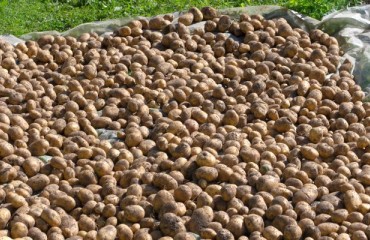 Positive Turn for the 2022 Canadian Potato Production