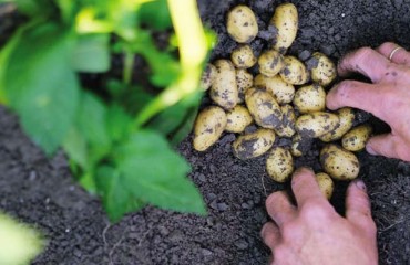 The Latest HZPC Potato Varieties and Innovations at Fruit Logistica 2023