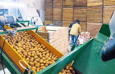 Canadian Potato Storage Holdings Trends for January