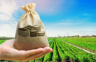 Potato Contract Prices Have Risen by 20%-30% Across the EU