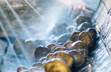 Wastewater Composition is Determined by the Processing Method Used