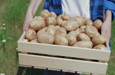 The European Potato Demand Improved Over the Winter Holidays